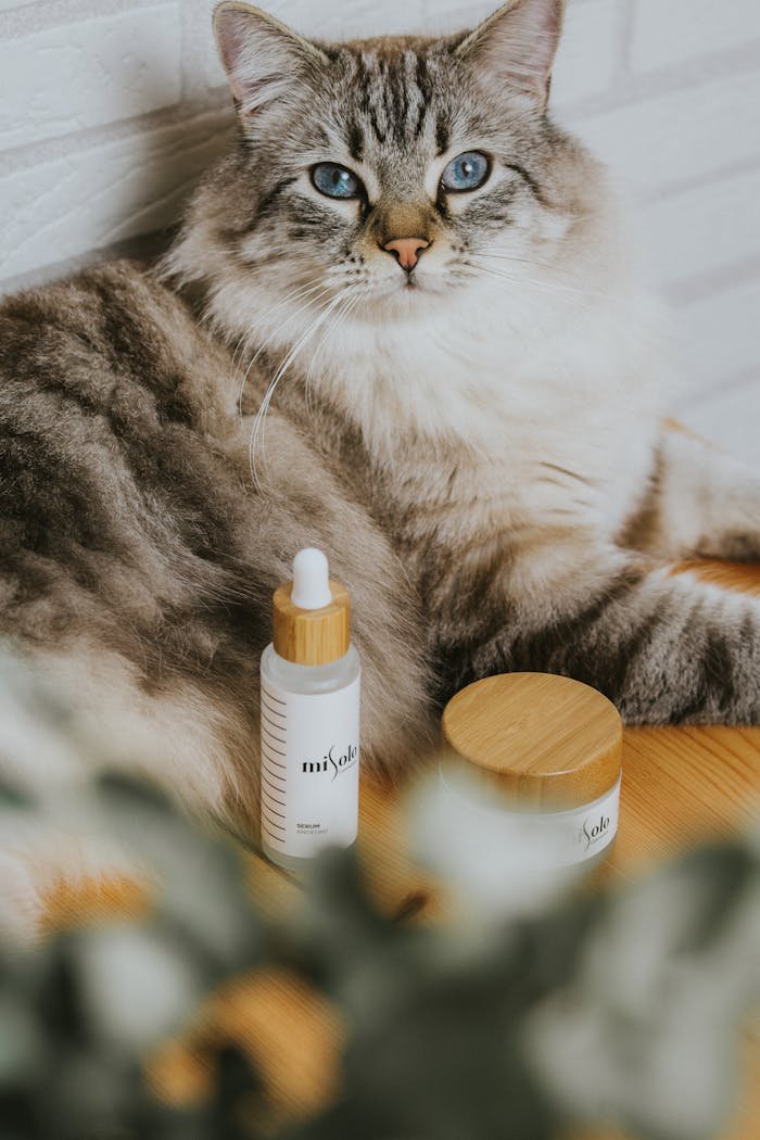 A stylish cat lounging by luxury skincare products, evoking a sense of relaxation and elegance.
