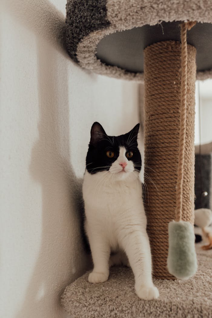 Adorable black and white cat relaxing indoors on a scratching post.